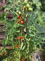 IMG_20250724_183847.webp