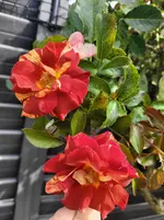 20250725_172456.webp