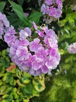 20250725_172345.webp