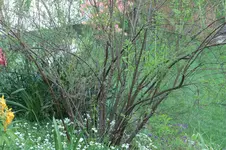 Spierstrauch öE 20250511.webp
