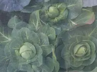 Sauerkraut 25.07 (5).webp