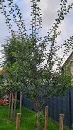 20250725_201837.webp