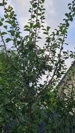 20250725_201856.webp