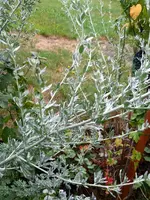 20250726_104735.webp