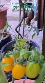 20250726_164506.webp
