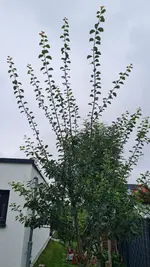 20250727_110101.webp