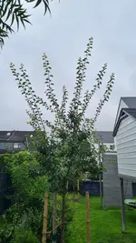 20250727_110317.webp