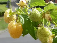 031.webp