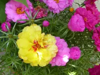 033.webp