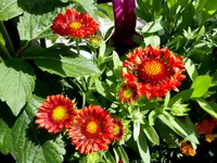 036.webp