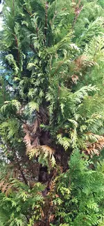 20250727_125217.webp