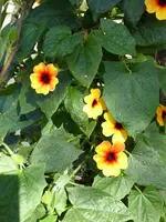 P1010680.webp