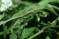 Mehlsalbei 20250725b.webp