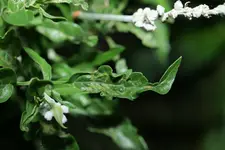 Mehlsalbei 20250725a.webp