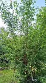 20250728_104548.webp