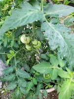 IMG_20250728_102902.webp