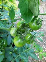 IMG_20250728_103003_1.webp