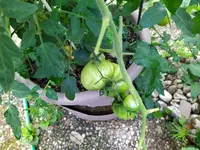 IMG_20250728_103031.webp