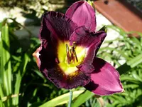 P1020334.webp
