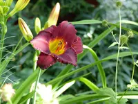 P1020241.webp