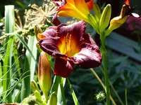 P1020275.webp