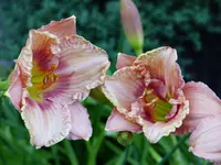 P1020318.webp