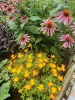IMG_20250727_103002.webp