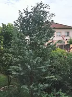 IMG_20250725_094953.webp