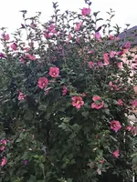 IMG_20250724_182654.webp