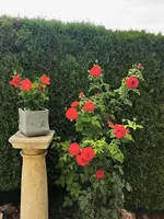 IMG_20250723_082844.webp