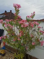 IMG_20250715_181711.webp