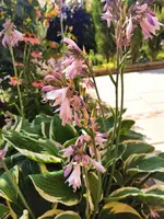 IMG_20250720_094854.webp