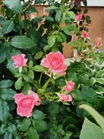IMG_20250717_174115.webp