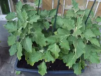 Auberginen 29.07 (1).webp