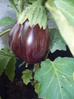 Auberginen 29.07 (3).webp