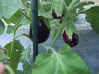 Auberginen 29.07 (2).webp