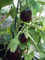 Auberginen 29.07 (4).webp
