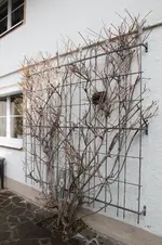 Weiki  0125.webp