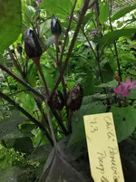 IMG_20250727_120307.webp