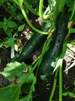 IMG_20250727_120426.webp