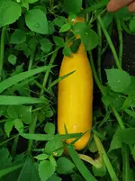 IMG_20250727_120443.webp