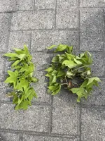IMG_3276.webp