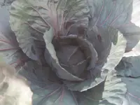 Rotkohl 29.07.25.webp