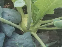 Kohlrabi 29.07.25.webp