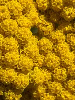 IMG_2036.webp