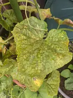 20250726_102456.webp