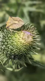 Fruchtwanze.webp