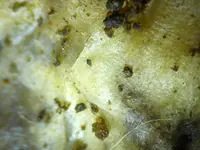 Sch-pilz.webp