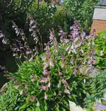 IMG_20250802_080624.webp