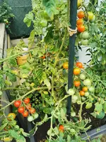 IMG_20250724_184111.webp